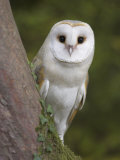 Female Barn Owl, Tyto Alba, World Owl Trust, Muncaster Castle, Ravenglass, Cumbria, UK, Captive
