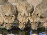 Lions Drinking, Panthera Leo, Kgalagadi Transfrontier Park, South Africa, Africa