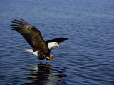 Buy Bald Eagle (Haliaetus Leucocephalus) in February, Alaska, USA at AllPosters.com