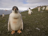Gentoo Penguin, Aitcho Island, South Shetland Islands, Antarctica, Polar Regions