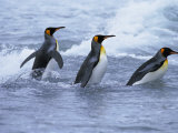 King Penguins Coming Ashore, Fortuna Bay, South Georgia, South Atlantic