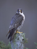 Peregrine Falcon (Falco Peregrinus), Scotland, UK, Europe