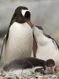 Gentoo Penguins, Petermann Island, Lemaire Channel, Antarctic Peninsula, Antarctica, Polar Regions