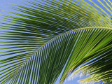 Close-up of Palm Leaf at Ko Samet Island, Rayong, Thailand, Asia