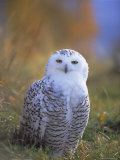Buy Snowy Owl, Alaska, USA at AllPosters.com
