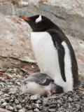 Gentoo Penguins, Petermann Island, Lemaire Channel, Antarctic Peninsula, Antarctica, Polar Regions