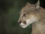 Buy Close-up of a Mountain Lion, Montana, United States of America, North America at AllPosters.com