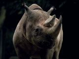 Buy Black Rhinoceros (Rhino), an Endangered Species, Africa at AllPosters.com