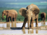 Young African Elephant, Loxodonta Africana, at Waterhole, Addo National Park, South Africa, Africa