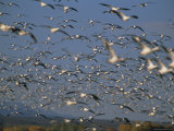 Buy Snow Geese in Winter, Bosque Del Apache, New Mexico, USA at AllPosters.com