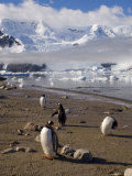 Gentoo Penguins, Neko Harbor, Gerlache Strait, Antarctic Peninsula, Antarctica, Polar Regions