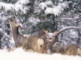 Buy Mule Deer Mother and Fawn in Snow, Boulder, Colorado, United States of America, North America at AllPosters.com