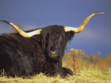Buy Highland Cattle, Scotland, UK, Europe at AllPosters.com