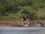 Hippos Fighting in Kruger National Park, Mpumalanga, South Africa