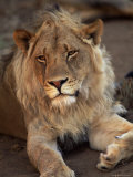 Close-up of a Lion (Panthera Leo), Mashatu Game Reserve, Botswana, Africa