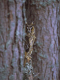 Buy Long Eared Owl (Asio Otus) in Winter, Scotland, UK, Europe at AllPosters.com
