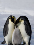 Emperor Penguin (Aptenodytes Forsteri), Snow Hill Island, Weddell Sea, Antarctica, Polar Regions