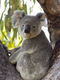Buy Koala, (Phascolartos Cinereus), Magnetic Island, Queensland, Australia at AllPosters.com
