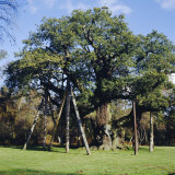 Buy The Major Oak (Robin Hood Tree), Sherwood Forest, Nottinghamshire, England at AllPosters.com
