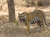 Bengal Tiger, (Panthera Tigris Tigris), Bandhavgarh, Madhya Pradesh, India