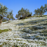 Buy Olives Groves and Wild Flowers, Greece, Europe at AllPosters.com