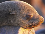 South African Fur Seal, (Arctocephalus Pusillus), Cape Cross, Namibia