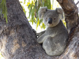 Buy Koala (Phascolartos Cinereus), Magnetic Island, Queensland, Australia at AllPosters.com