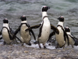 Jackass Pinguin, (Spheniscus Demersus), Boulder's Beach, Capetown, South Africa