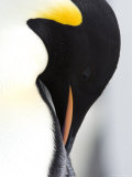 Buy Emperor Penguin (Aptenodytes Forsteri), Snow Hill Island, Weddell Sea, Antarctica, Polar Regions at AllPosters.com