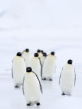 Emperor Penguins (Aptenodytes Forsteri), Snow Hill Island, Weddell Sea, Antarctica, Polar Regions