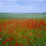 Fields of Poppies, Valley of the Somme, Nord-Picardy (Somme), France