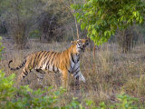 Bengal Tiger, (Panthera Tigris), Bandhavgarh, Madhya Pradesh, India