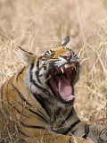 Bengal Tiger, (Panthera Tigris Tigris), Bandhavgarh, Madhya Pradesh, India