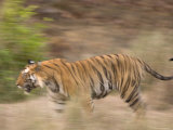 Bengal Tiger, Panthera Tigris Tigris, Bandhavgarh National Park, Madhya Pradesh, India, Asia