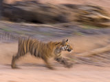 Bengal Tiger, (Panthera Tigris), Bandhavgarh, Madhya Pradesh, India
