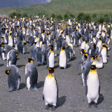 Large Group of King Penguins on South Georgia, South Atlantic