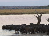 African Buffalos, Syncerus Caffer, Chobe River, Chobe National Park, Botswana, Africa