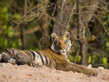 Bengal Tiger, Panthera Tigris Tigris, Bandhavgarh National Park, Madhya Pradesh, India, Asia