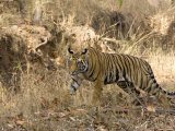 Bengal Tiger, Panthera Tigris Tigris, Bandhavgarh National Park, Madhya Pradesh, India, Asia