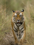 Buy Bengal Tiger, (Panthera Tigris Tigris), Bandhavgarh, Madhya Pradesh, India at AllPosters.com