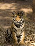 Bengal Tiger, Panthera Tigris Tigris, Bandhavgarh National Park, Madhya Pradesh, India, Asia