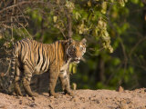Bengal Tiger, (Panthera Tigris Tigris), Bandhavgarh, Madhya Pradesh, India