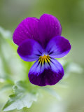 Wild Pansy, Viola Tricolor, Bielefeld, Germany
