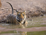 Bengal Tiger, (Panthera Tigris Tigris), Bandhavgarh, Madhya Pradesh, India