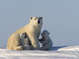 Polar Bear with Cubs, (Ursus Maritimus), Churchill, Manitoba, Canada