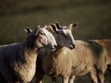 Blue Faced Leicester Sheep, Pennines, Eden Valley, Cumbria, England, United Kingdom, Europe