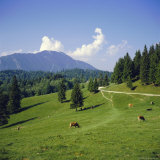 Apline Pastures on the Edge of the Bucegi Mountains, Carpathian Mountains, Transylvania, Romania