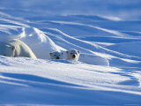 Polar Bear with Cubs, (Ursus Maritimus), Churchill, Manitoba, Canada