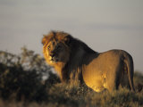 Lion, (Panthera Leo), Etoscha National Park, Namibia