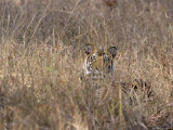 Bengal Tiger, Panthera Tigris Tigris, Bandhavgarh National Park, Madhya Pradesh, India, Asia